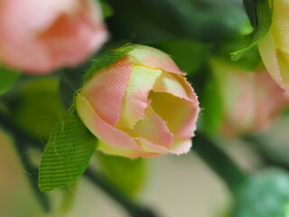 close up of a rose
