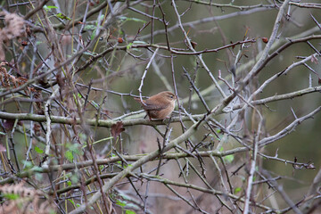 Wren (Troglodytes troglodytes) at Weir Wood Reservoir