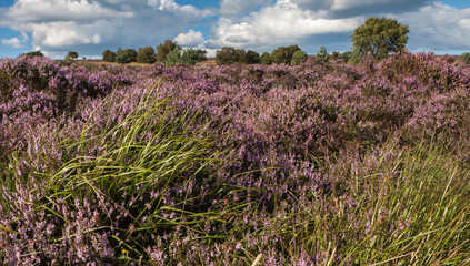 Obraz premium Field of Heather near Scarborough North Yorkshire