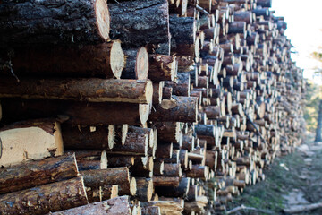 Stacked cut trees in forest