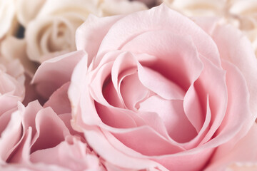 Fototapeta na wymiar Closer look of pastel pink rose, floral greeting card