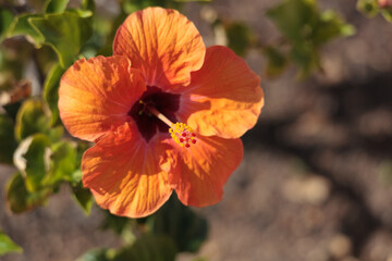 Bright orange Hibiscus flowering in Tenerife