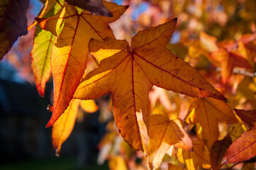 Obraz premium Acer palmatum leaves