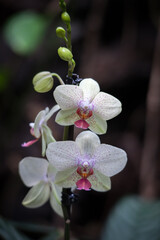 Fototapeta na wymiar Orchid flowering in Tenerife