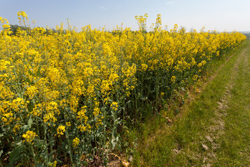 Obraz premium Rape in the Essex countryside