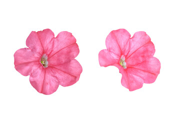Couple of pink petunia flowers isolated on white