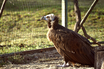 Photo of griffon-vulture standing,birdwatching in zoo 