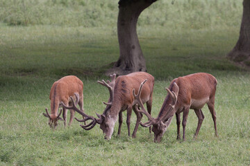 Red Deer stags grazing on grassland in Surrey