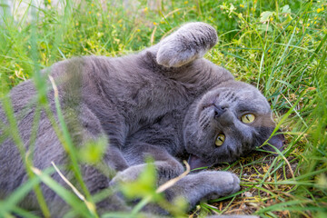 Obraz premium A grey adorable cat is lying and relaxing in lush green grass at spring time. Nature and animal background with copy space.