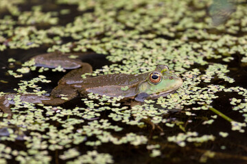 Marsh Frog