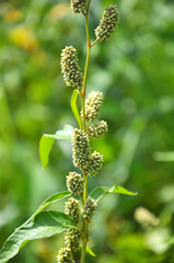 Weeds of Persicaria lapathifolia grow in the field