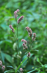 Weeds of Persicaria lapathifolia grow in the field