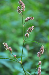 Weeds of Persicaria lapathifolia grow in the field