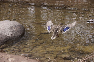 Coming in for a Landing