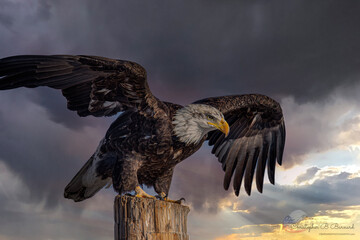 eagle in flightbird, flying, flight, nature, eagle, wildlife, animal, sky, wing, fly, hawk, wild,...