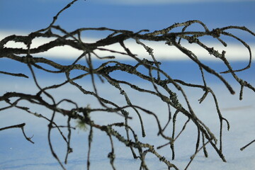 Dry, gnarled pine branch without needles on a background of blue snow in sunlight. A dry pine branch covered with lichen on a blue snow cover on a sunny winter day.