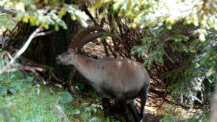Alpine ibex (Capra ibex) at Benediktenwand mountain, Bavaria, Germany