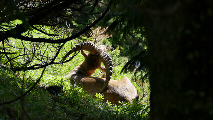Alpine ibex (Capra ibex) at Benediktenwand mountain, Bavaria, Germany