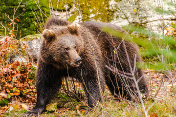 Brown bear (Ursus arctos arctos), outdoor in the National Park Bavarian Forest, Germany