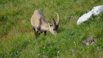 Alpine ibex (Capra ibex) at Benediktenwand mountain, Bavaria, Germany