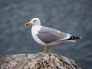 Seagull (Larus argentatus)