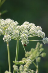 Wild Angelica, Woodland Angelica. White fluffy flowers of an umbrella plant Angelica sylvestris and an orange insect in the sunlight on a summer day.