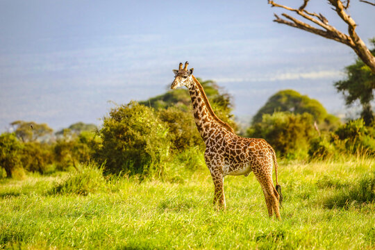 Masai Giraffe, Massai-Giraffe in Amboseli National Park, Kenya, Africa