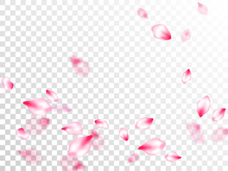 Pink sakura petals confetti flying and falling