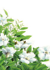 Ilustración de flores blancas y hojas verdes. Abejas volando. Fondo blanco. Acuarela