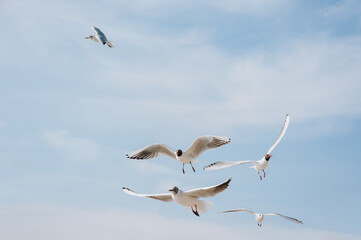 A flock of beautiful white and gray sea gulls flies against the blue sky, soaring above the clouds on a sunny day. Photo of a bird.