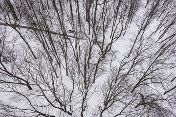Beautiful dark silhouettes of trees in a winter city park covered with white snow. View from above.