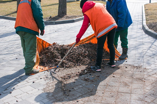 Two Men And A Woman Collect Old Dry Leaves In A Spring Park In A Plastic Bag. Municipal Services Are Cleaning Urban Areas.