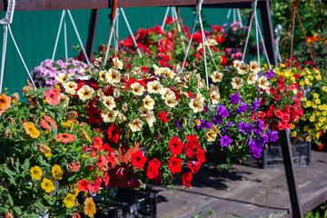 multicolored bright flowers in hanging pots. Flowers for sale. Flower Pots Hanging At Shop