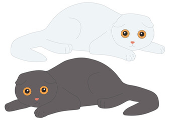 White and gray Scottish cat in the set. Vector image.