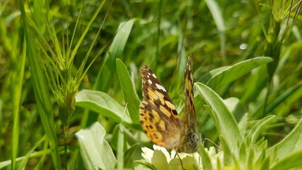 butterfly on grass