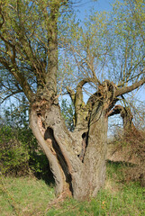 Fototapeta na wymiar old willow , tree growing in the field