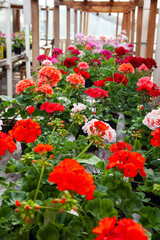 Fototapeta na wymiar multicolored bright pelargoniums in a rustic greenhouse. Potted flowers in a greenhouse