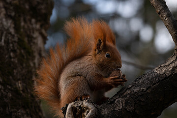 Obraz premium portrait of a squirrel eating a nut on a tree