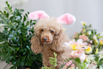 apricot poodle dog with rabbit ears sits next to bouquets of flowers, the concept of a Happy Easter with a pet