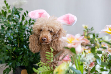 apricot poodle dog with rabbit ears sits next to bouquets of flowers, the concept of a Happy Easter with a pet