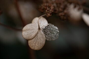 beautiful dry hydrangea flowers similar to the brides lace