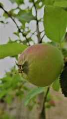 Obraz premium fruits