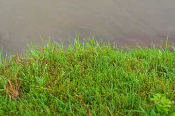 Grass with dew drops on the shore of a reservoir