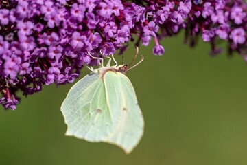 A close up portrait of a common brimstone butterfly sitting on the purple flowers of a butterfly-bush. The insect is on the summer lilac because it serves as a food source for the insect.