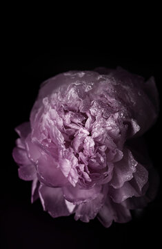 Baby pink peony on black 