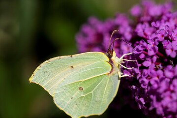 A portrait of a common brimstone butterfly sitting on the purple flowers of a butterfly-bush. The insect is on the summer lilac because it serves as a food source for the insect.
