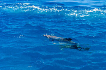 Naklejka premium Dolphins in Red sea not far from the Hurghada city, Egypt