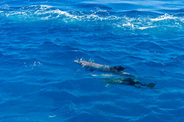 Dolphins in Red sea not far from the Hurghada city, Egypt