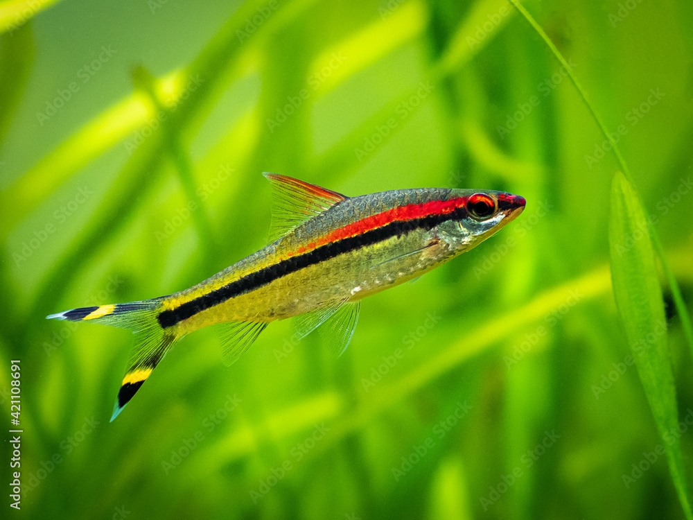 Poster Denison barb (Sahyadria denisonii) swimming on a fish tank with blurred background - Posters