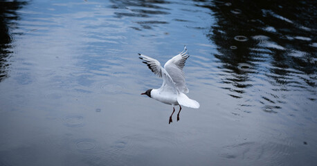 delightful flight of white seagull over water
